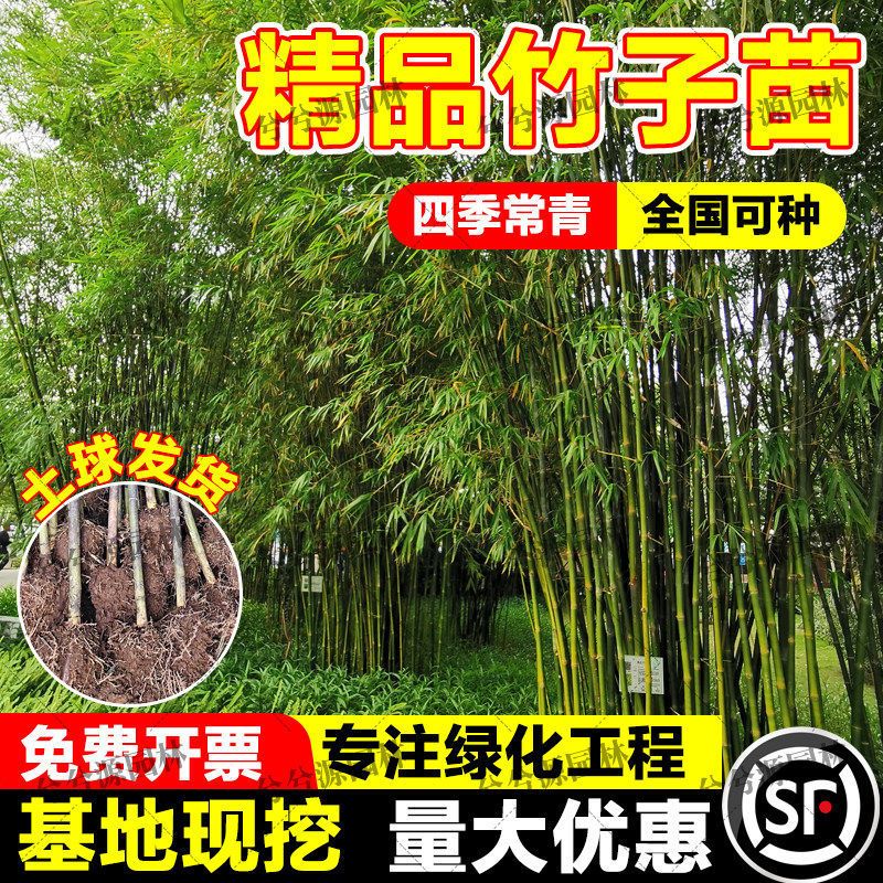 竹子苗庭院室内外观赏盆栽黄金竹罗汉竹紫竹苗毛青竹四季包活带土