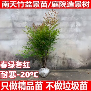 火焰南天竹盆栽室内大型老桩绿植盆景庭院造景四季好养耐寒花卉