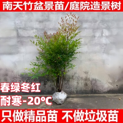火焰南天竹盆栽室内绿植