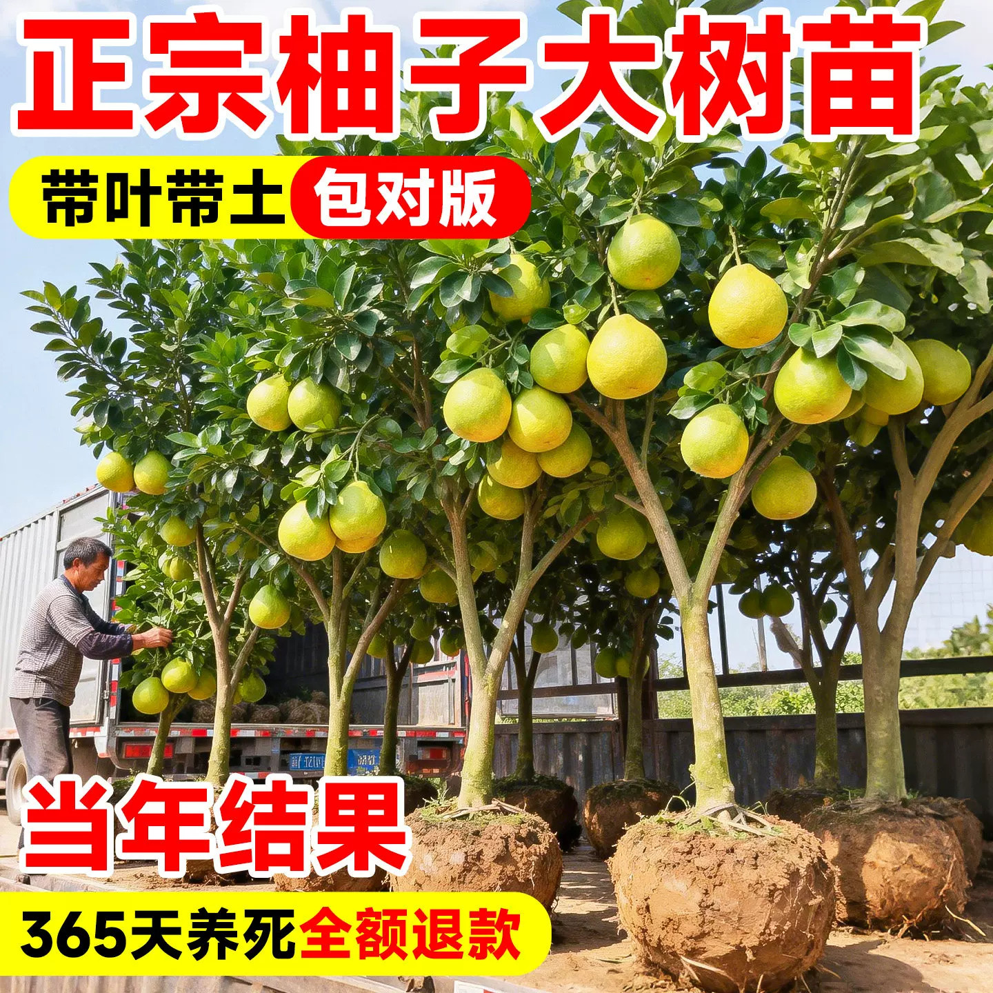 红心蜜柚嫁接果苗南方庭院易活图片