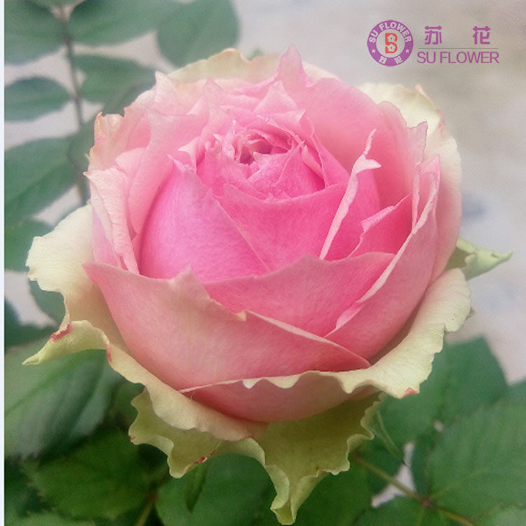 新品欧月火龙果月季花苗切大花灌木复色玫瑰庭院阳台盆栽花卉