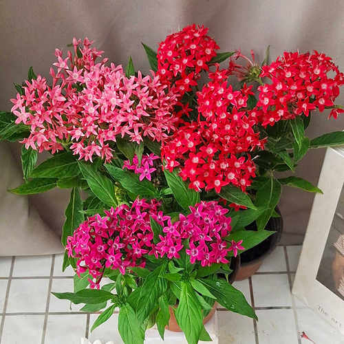 耐热耐晒成品多年生五星花盆栽