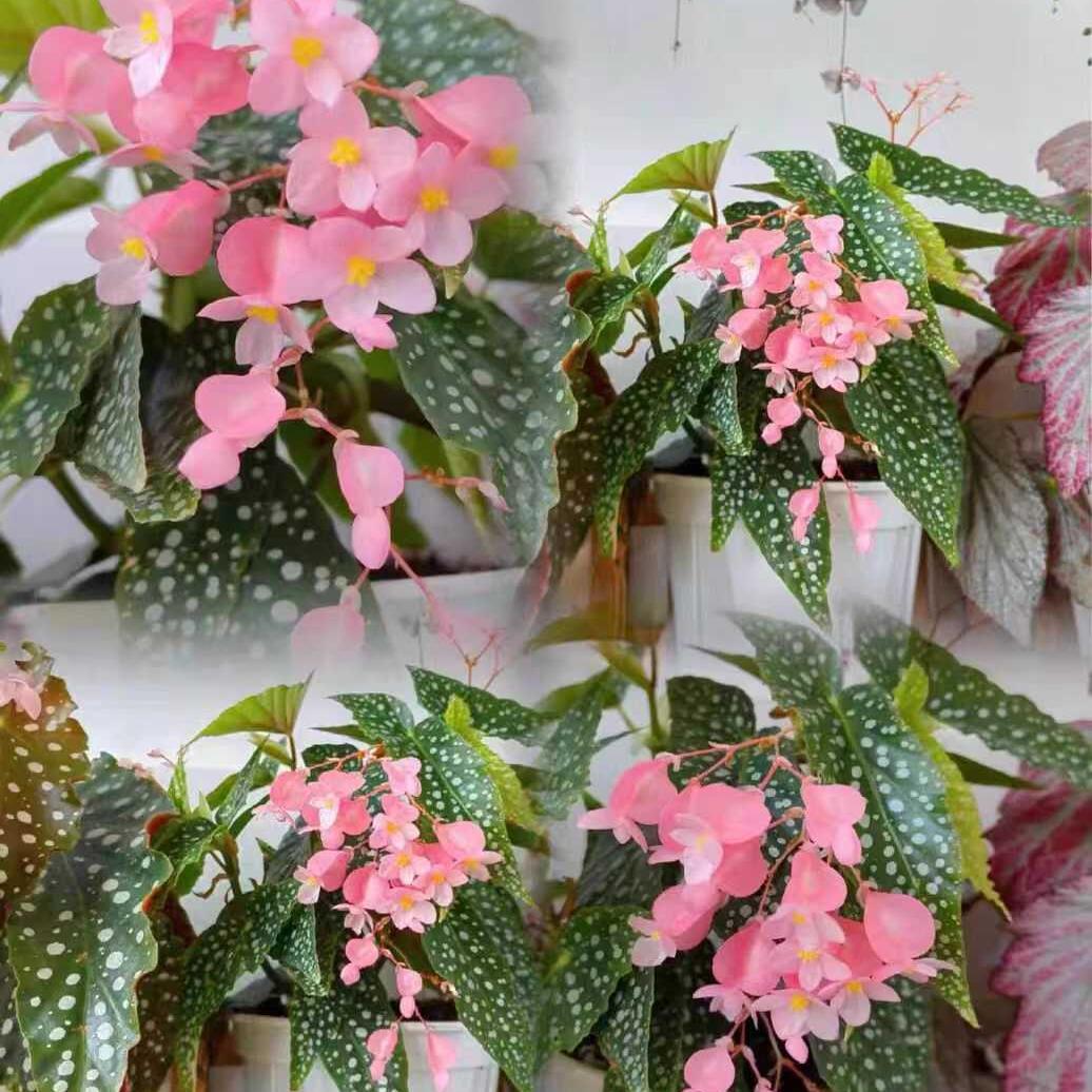 富士山秋海棠室内鲜花绿植花盆