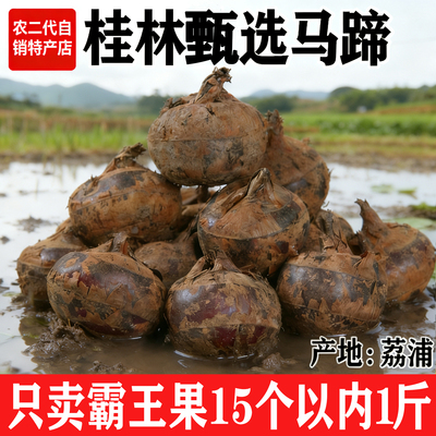 正宗广西荔浦荸荠新鲜马蹄果特大果现挖地梨带泥马蹄当季蔬菜水果