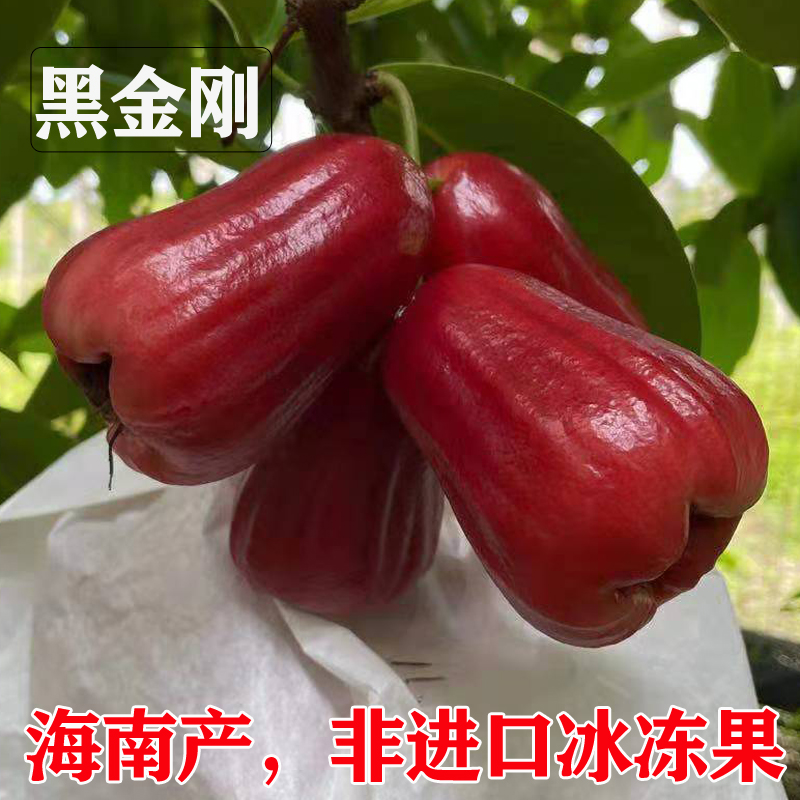 顺丰成熟大甜雾海南黑金刚莲雾