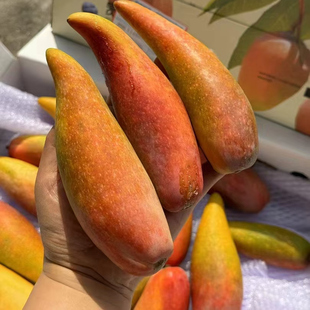 顺丰树上熟辣椒芒牙签芒贵妃芒果海南三亚新鲜水果季节