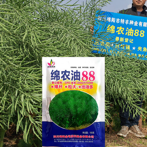 正品四川高产杂交油菜种子湖南湖北贵州重庆油菜籽种矮杆抗倒耐寒