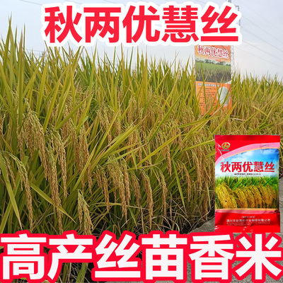 正品高产杂交水稻种子