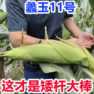 原装正品四川高产玉米种子湖南湖北贵州矮杆大棒抗病耐旱苞谷种