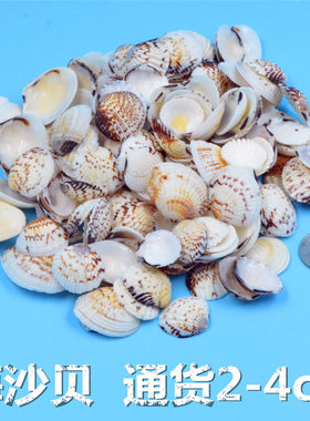 海沙贝天然贝壳海螺海星鱼缸造景幼儿园手工diy打孔漂流瓶装饰