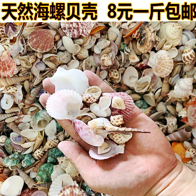 彩色幼儿园漂流瓶混装天然贝壳