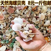 天然贝壳海螺鱼缸造景彩色幼儿园手工漂流瓶装 饰混装 寄居蟹替换壳