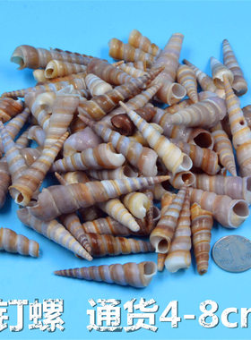 钉螺天然贝壳海螺海星鱼缸造景幼儿园手工diy打孔漂流瓶装饰