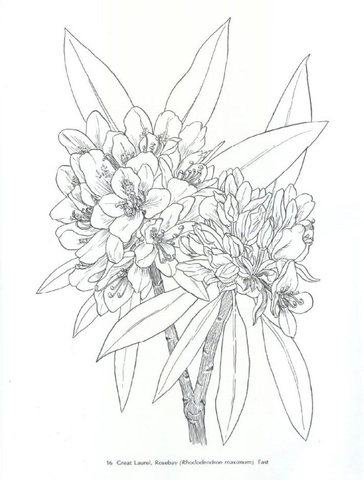 白描线稿pdf花卉花环 植物图案  临摹插画打印素材