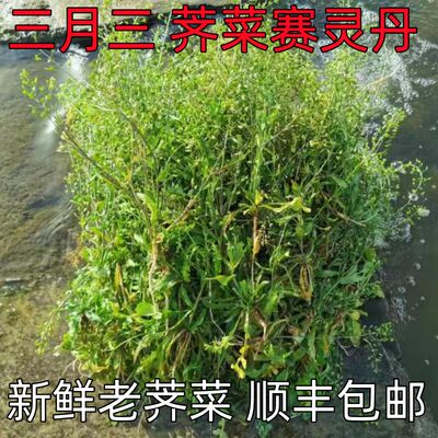 老荠菜4斤药用新鲜老荠菜三月三煮鸡蛋3斤带籽开花带根煮水月子用