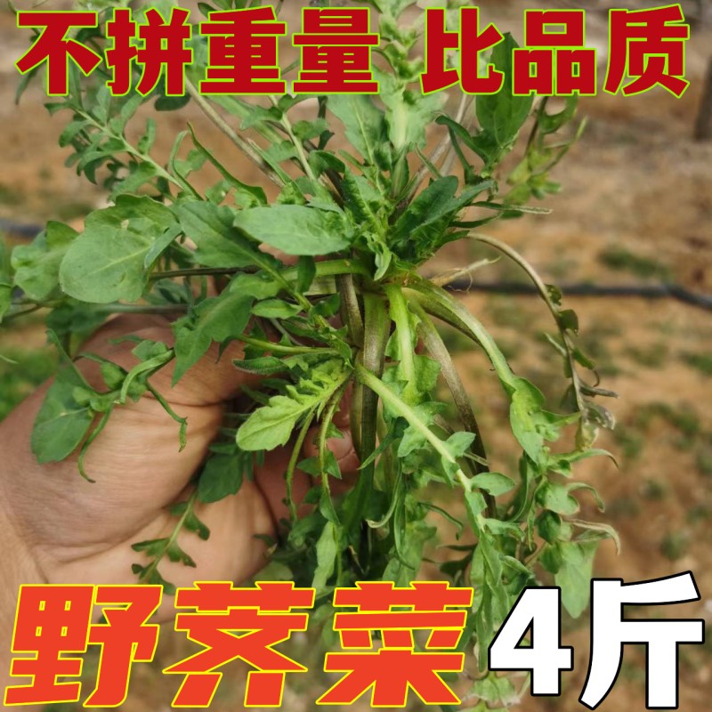 荠菜野生新鲜现挖地菜新鲜