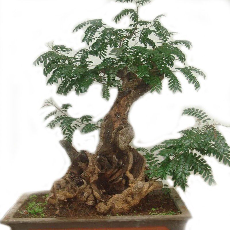 云南红芽清香木熟桩盆景素材 香树驱蚊阳台盆栽老桩清香木紫油木