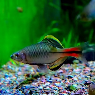 精品汕尾齐发色公鱼原生溪流观赏鱼广东齐氏鱊冷水鱼活体好养耐活