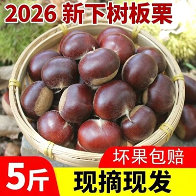 沂蒙山黄心油板栗2026现摘新鲜