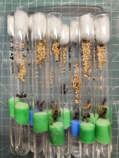 原生收获蚁2025新后小群野蛮收获蚁群落强后新手蚂蚁送小孩小朋友