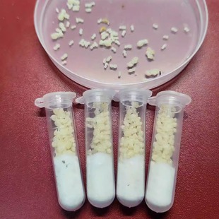 原生收获蚁蛹50个原生蛹10野蛮收获蚁蛹5合新后小群专用不含蚁后