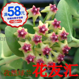 57-112雀斑瓦林厚冠火红红粗丽雅钱叶白粗普瓦费氏孜然球兰小苗
