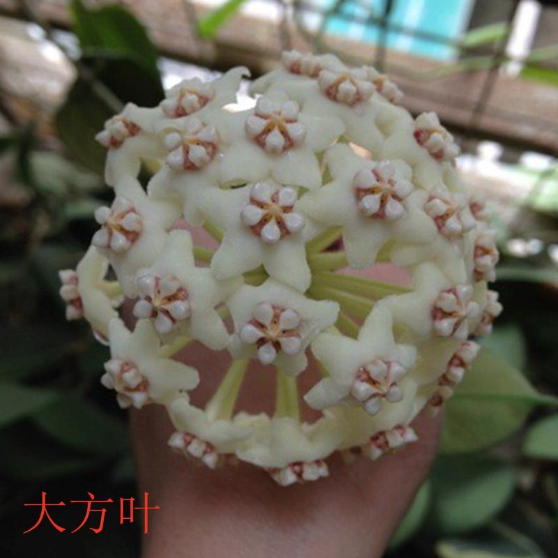 大方叶银斑玉石叶卡诺萨雀斑雪球耐寒球兰组合随机发15个品种小苗