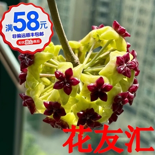 球兰枝条169-210威曼呢玉桂豆瓣断叶黑巴顿粉铃铛西藏菁峰吉格斯