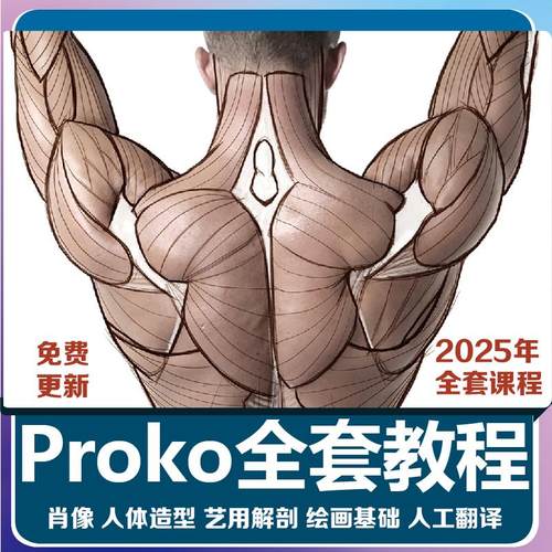 PROKO完整美术教程美术基础手绘素描结构解剖绘画视频课肥猫彩印