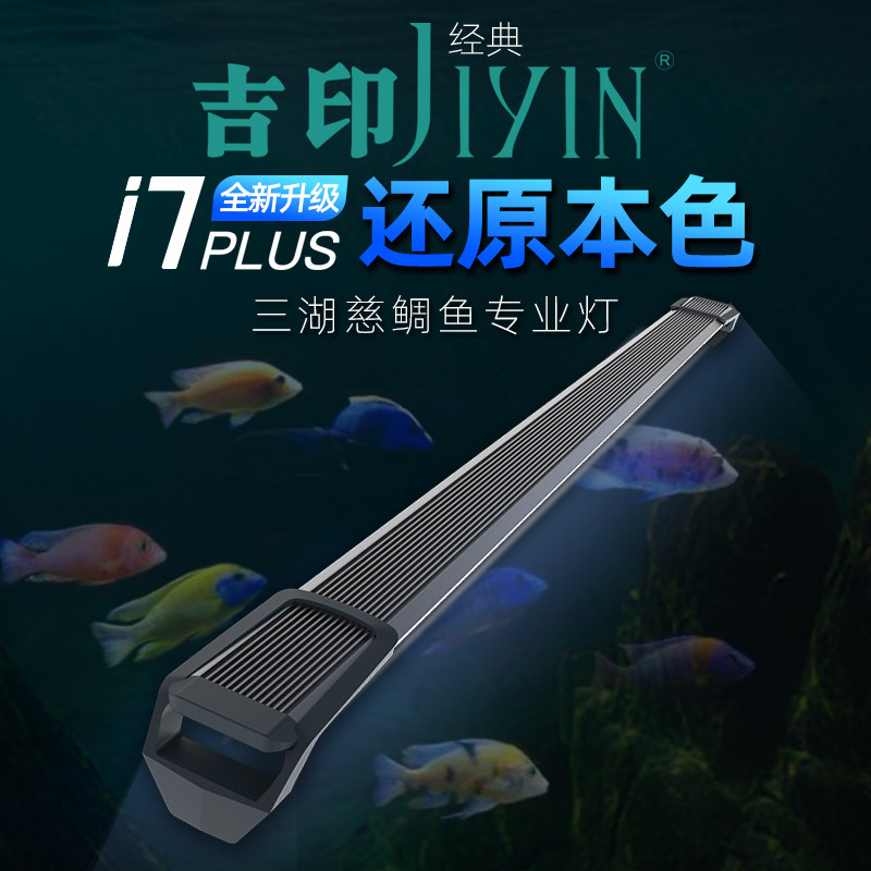 吉印三湖慈鲷鱼专业灯图片