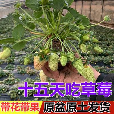 四季草莓苗阳台种植原盆原土发货