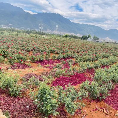 5月特价团购 云南头道墨红玫瑰细胞液纯天然玫瑰原液花水花苞液1L