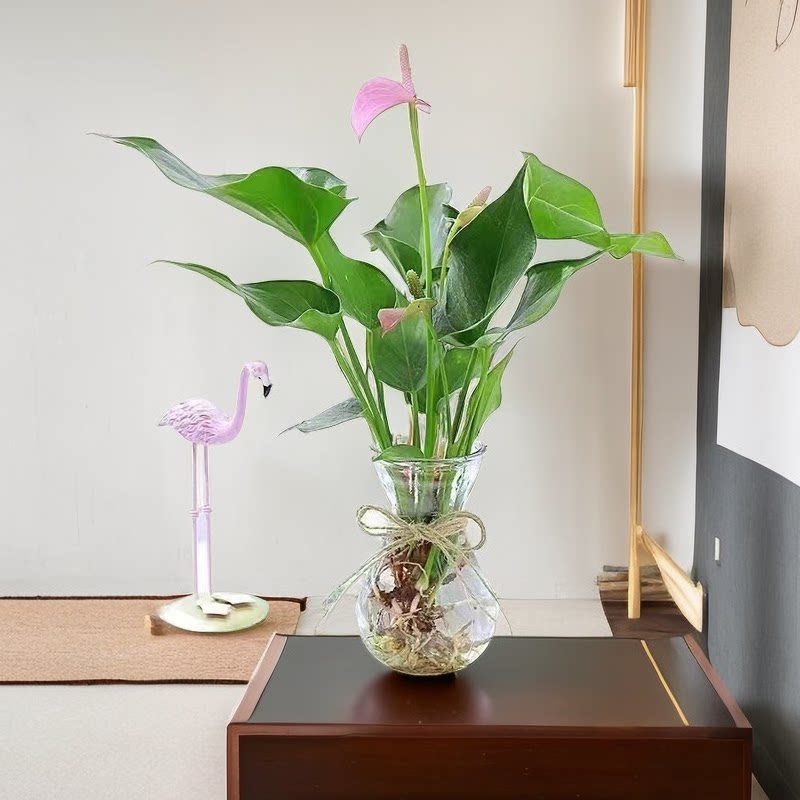 水培粉掌绿植花卉室内办公室桌面小盆栽四季开花好养活净化空气花