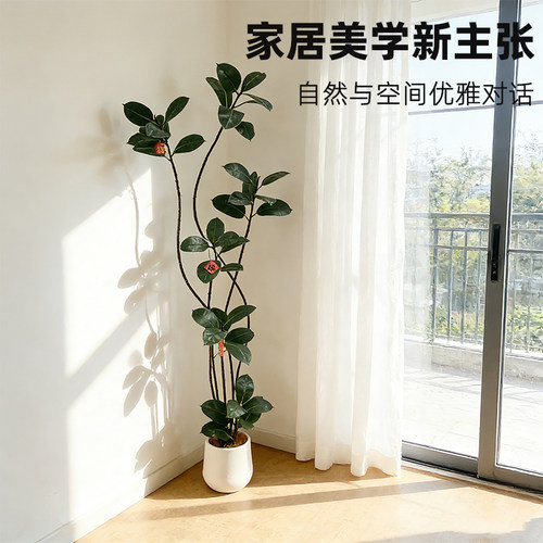 高级感仿真橡皮树客厅摆件