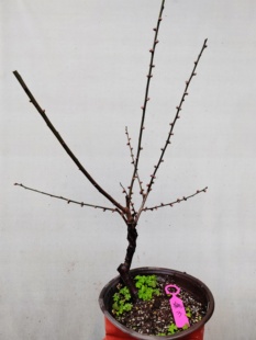 【湖西梅园】3梅接黄金鹤梅花四年老桩盆养熟桩精品新品一物一拍