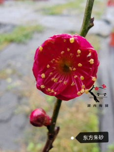 【湖西梅园】梅接新品东方朱砂梅花四年老桩盆养熟桩
