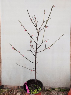 【湖西梅园】19原生荷花玉蝶梅花扦插两年苗熟桩高杆精品一物一拍