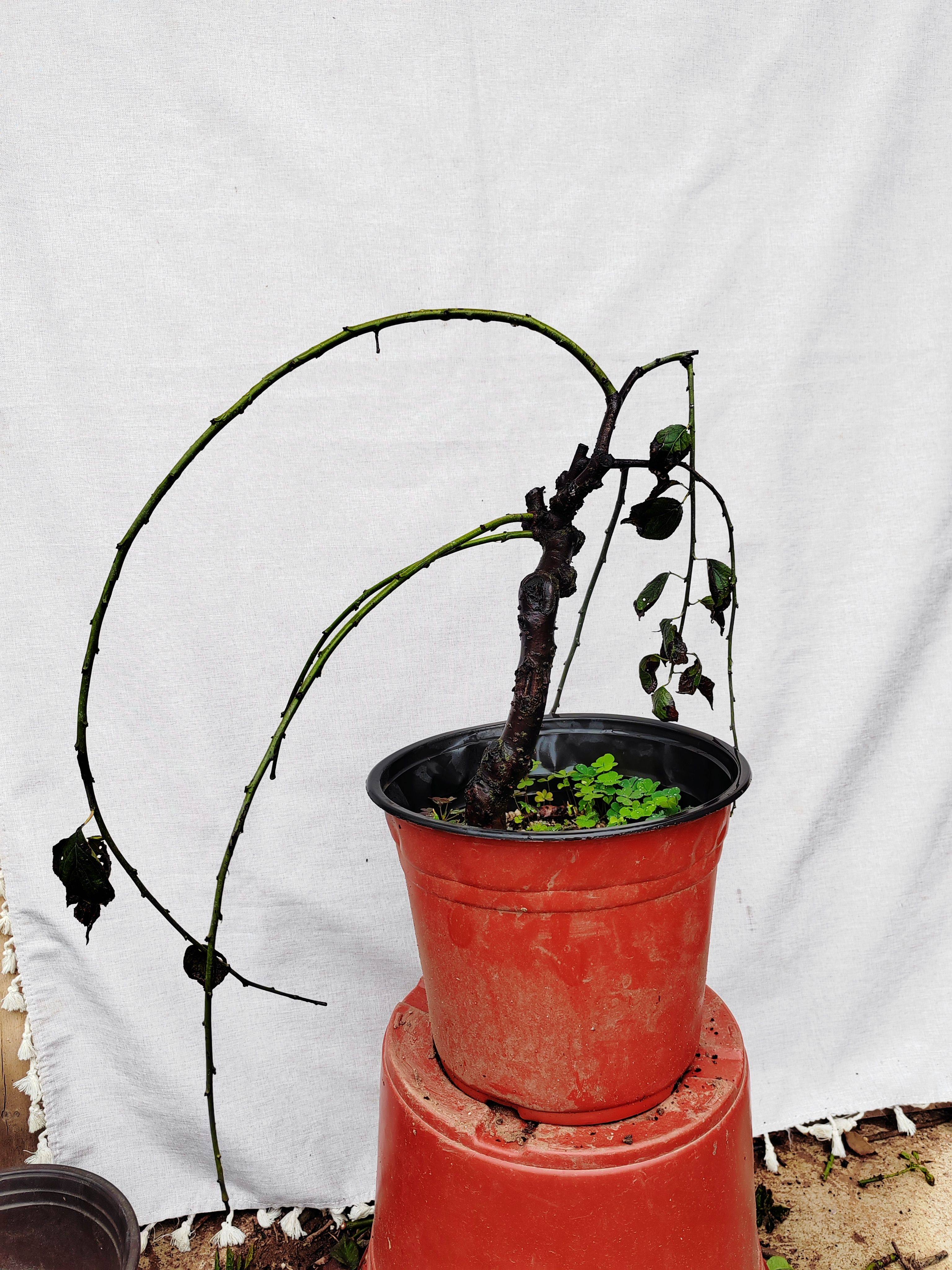 【湖西梅园】6梅接锦生垂枝梅花四年老桩盆景熟桩精品一物一拍