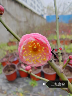 【湖西梅园】原生二红宫粉梅花扦插五年老桩盆养熟桩