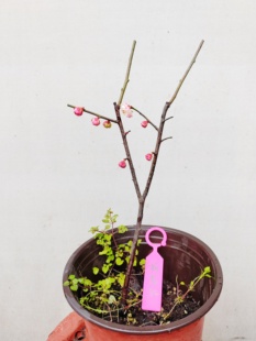 【湖西梅园】32原生荷花玉蝶梅花扦插两年小苗熟桩一物一拍