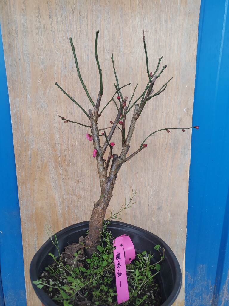 【湖西梅园】1梅接南京红梅花五年老桩盆养熟桩一物一拍