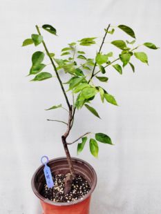 【湖西梅园】16原生金钱绿萼梅扦插五年老桩盆栽熟桩一物一拍