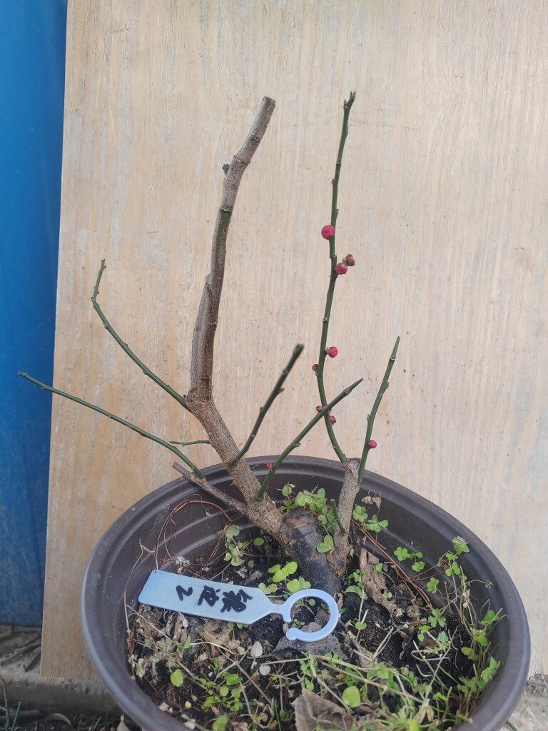 【湖西梅园】2原生银边台阁朱砂扦插四年老桩熟桩精品一物一拍