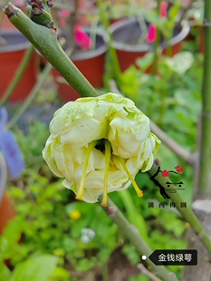 【湖西梅园】原生金钱绿萼梅扦插五年老桩盆栽熟桩