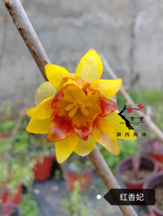 【湖西梅园】嫁接红香妃腊梅红腊梅四年老桩现挖生桩