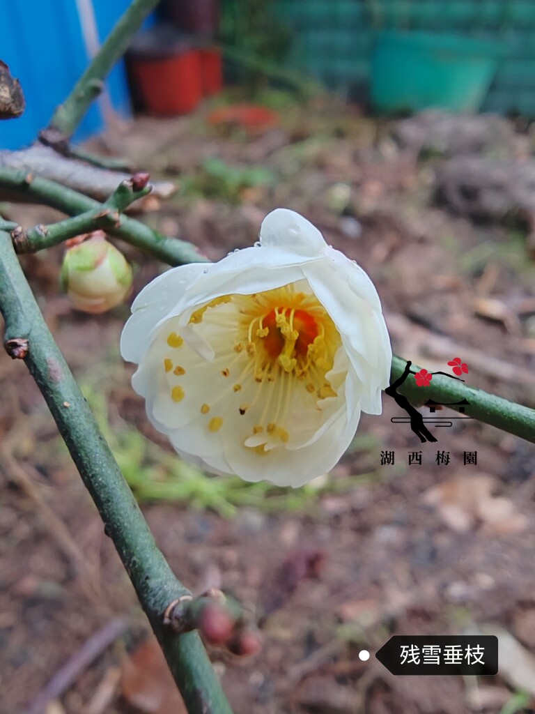 【湖西梅园】原生残雪垂枝梅花扦插两年苗盆养熟桩