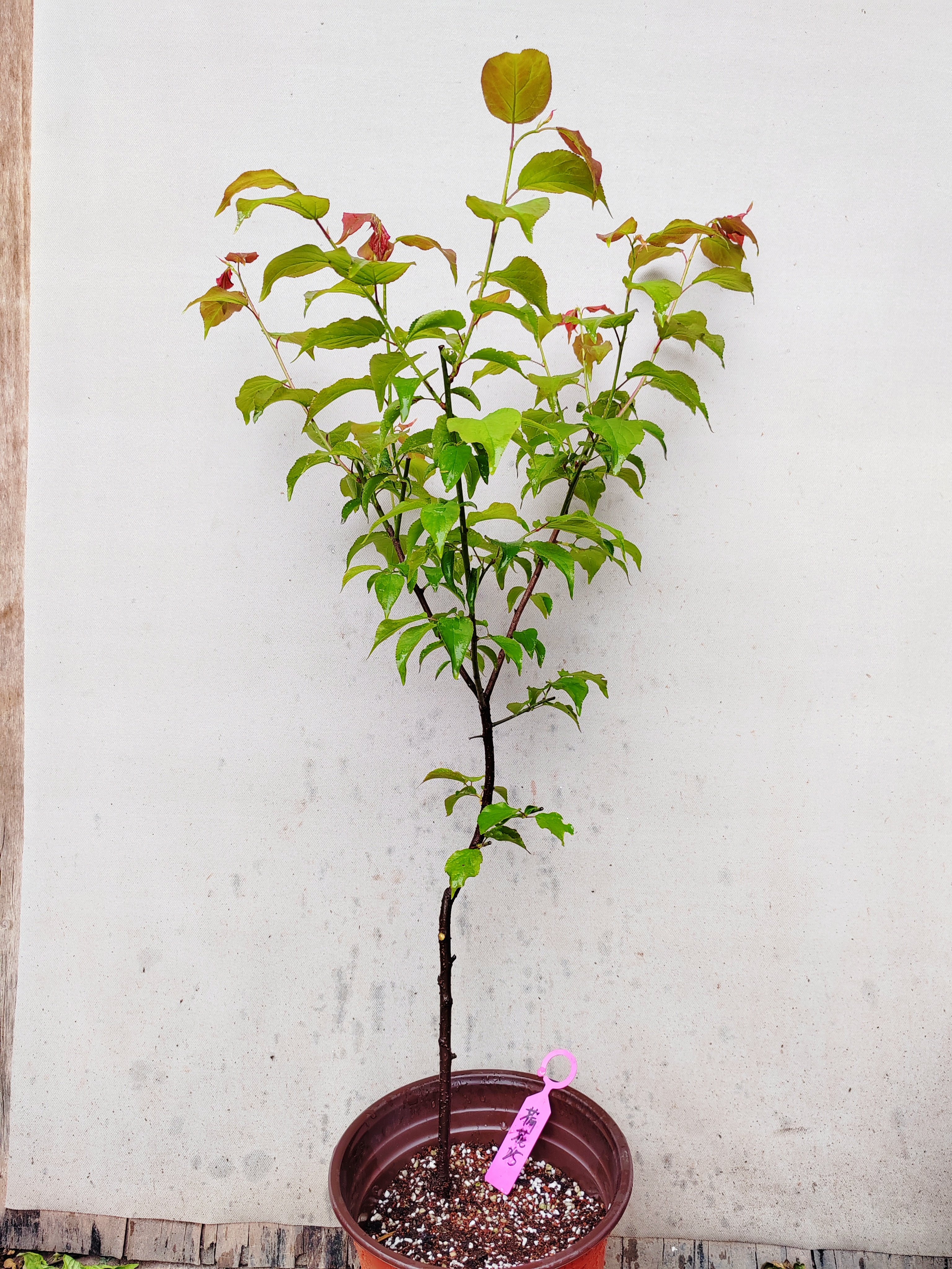 【湖西梅园】25原生荷花玉蝶梅花扦插两年苗熟桩高杆精品一物一拍