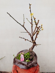 【湖西梅园】21梅接淡黄金梅花五年老桩熟桩精品黄香盆栽一物一拍