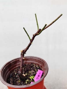 【湖西梅园】9原生淡晕宫粉梅花扦插五年老桩盆栽熟桩一物一拍