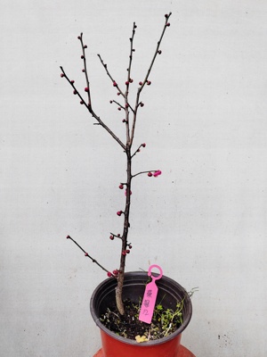 【湖西梅园】12原生荣冠梅花扦插两年苗盆养熟桩一物一拍